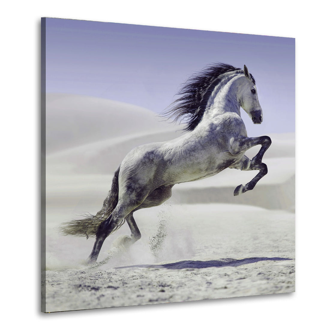 Wandbild Beautiful White Horse, Pferd