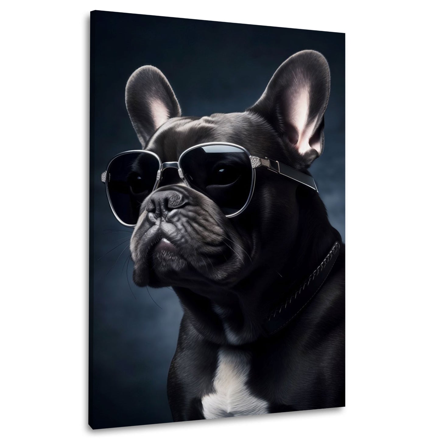 Französische Bulldogge mit Sonnenbrille Studiolicht Wandbild
