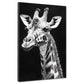 Giraffe Tierporträt schwarz-weiß – Wandbild